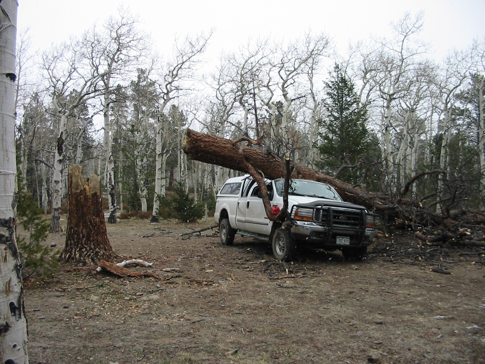 dead tree