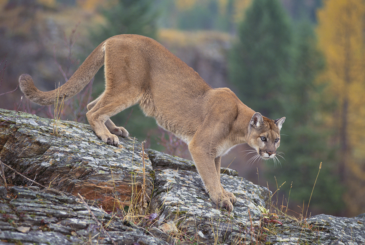 mountain lions in north america