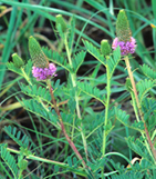 A photo of a Leafy prairie-clover
