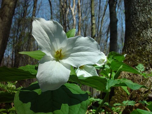 Trillium (Alleghany) Trilliums prefer the filtered light of a maturing forest. National forests and grasslands are great wildflower viewing destinations spring, summer and fall. (U.S. Forest Service) A photo of a Trillium, Trilliums prefer the filtered light of a maturing forest.