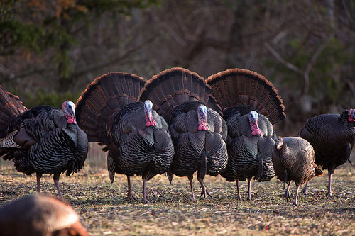 A photo of four Eastern wild turkies