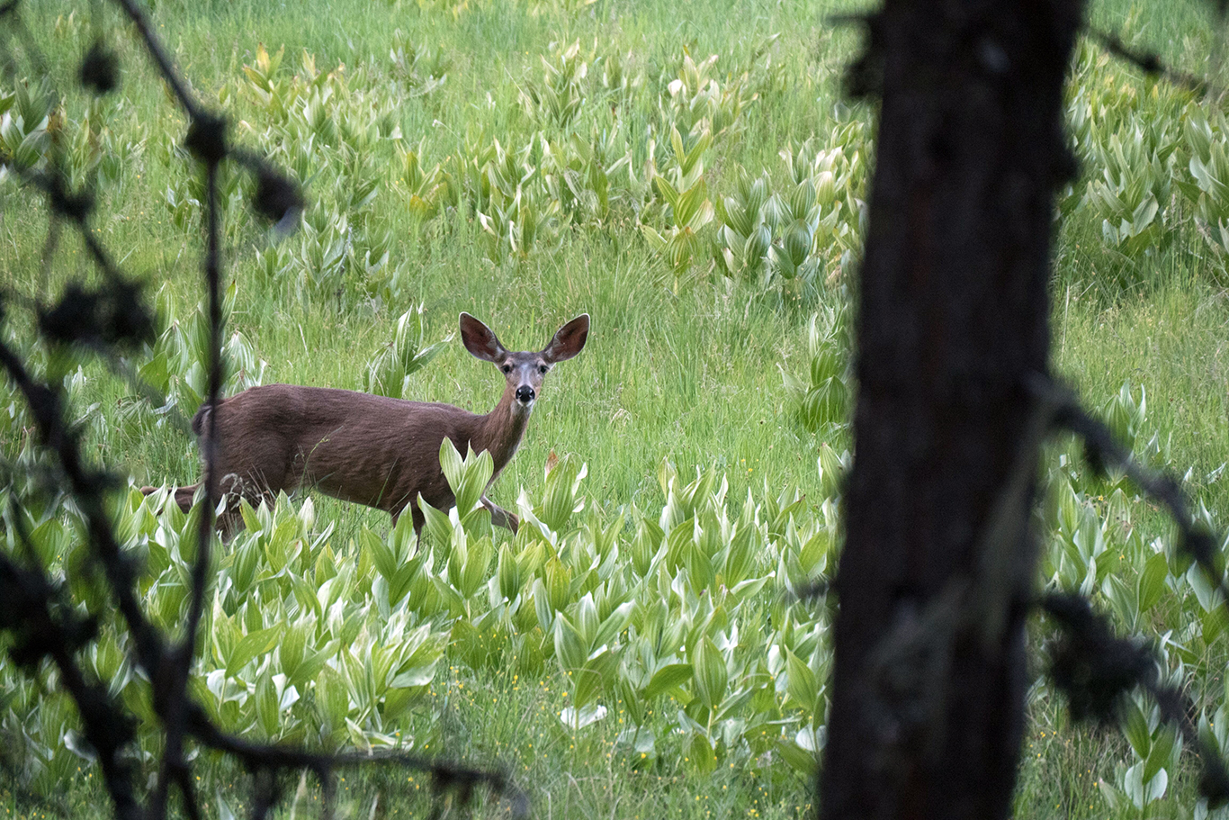 Black tailed deer in a meadow in the Snow Mountain Wilderness.