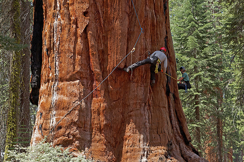 A photo of U.C. Berkeley biologists Cameron Williams and Rikke Naesborg measuring the trunk diameter of a giant sequoia.