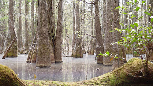 Department Of Interior Us Forest Service