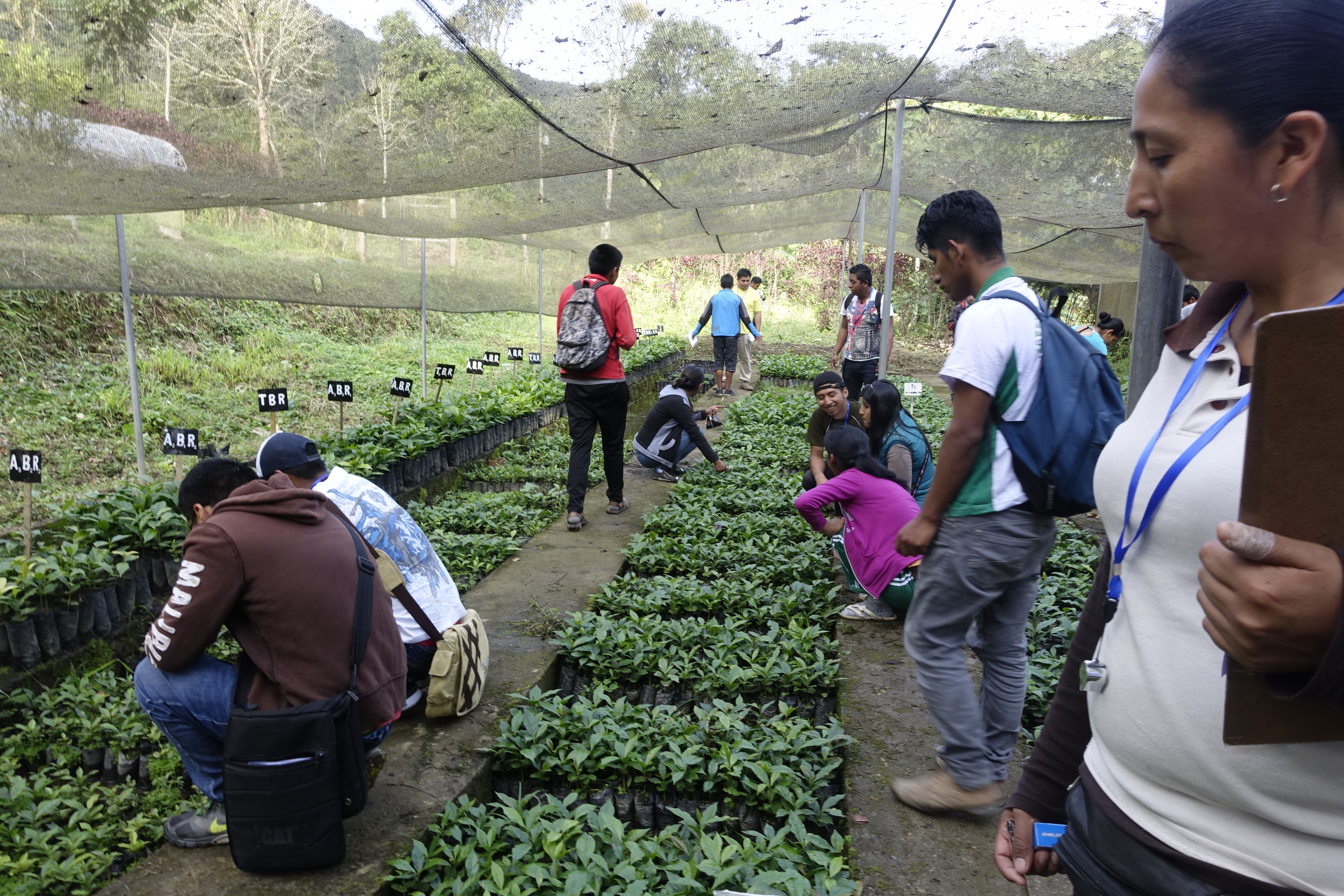 Caption: Participants examine seedlings during a recent training in Bolivia led by Diane Haase and Kasten Dumroese of the US Forest Service’s Center for Reforestation, Nurseries, and Genetic Resources.
