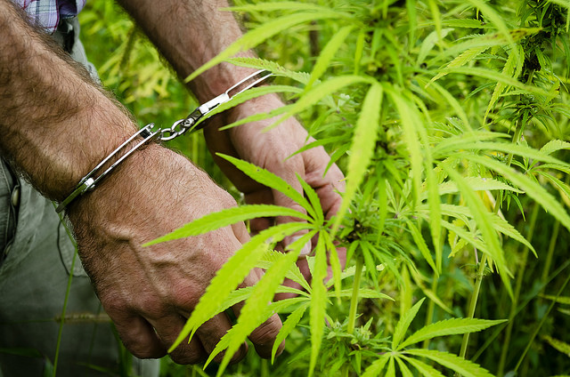 A closeup picture of a pair of hands, in handcuffs, next to a marijuana plant.