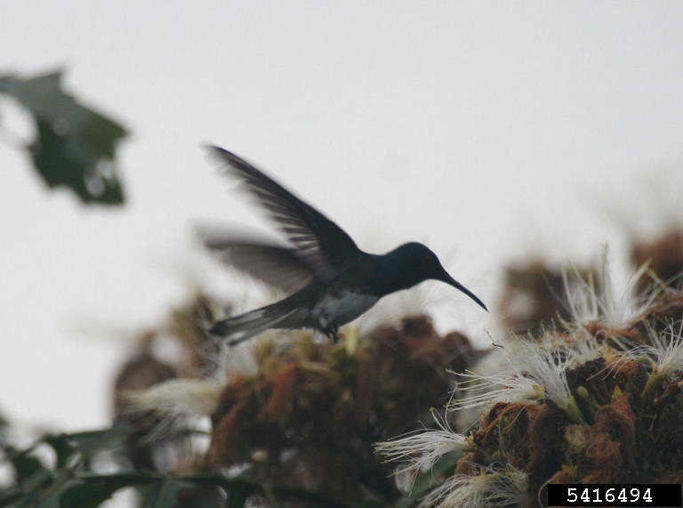 Photo: Hummingbird hovering over a flower