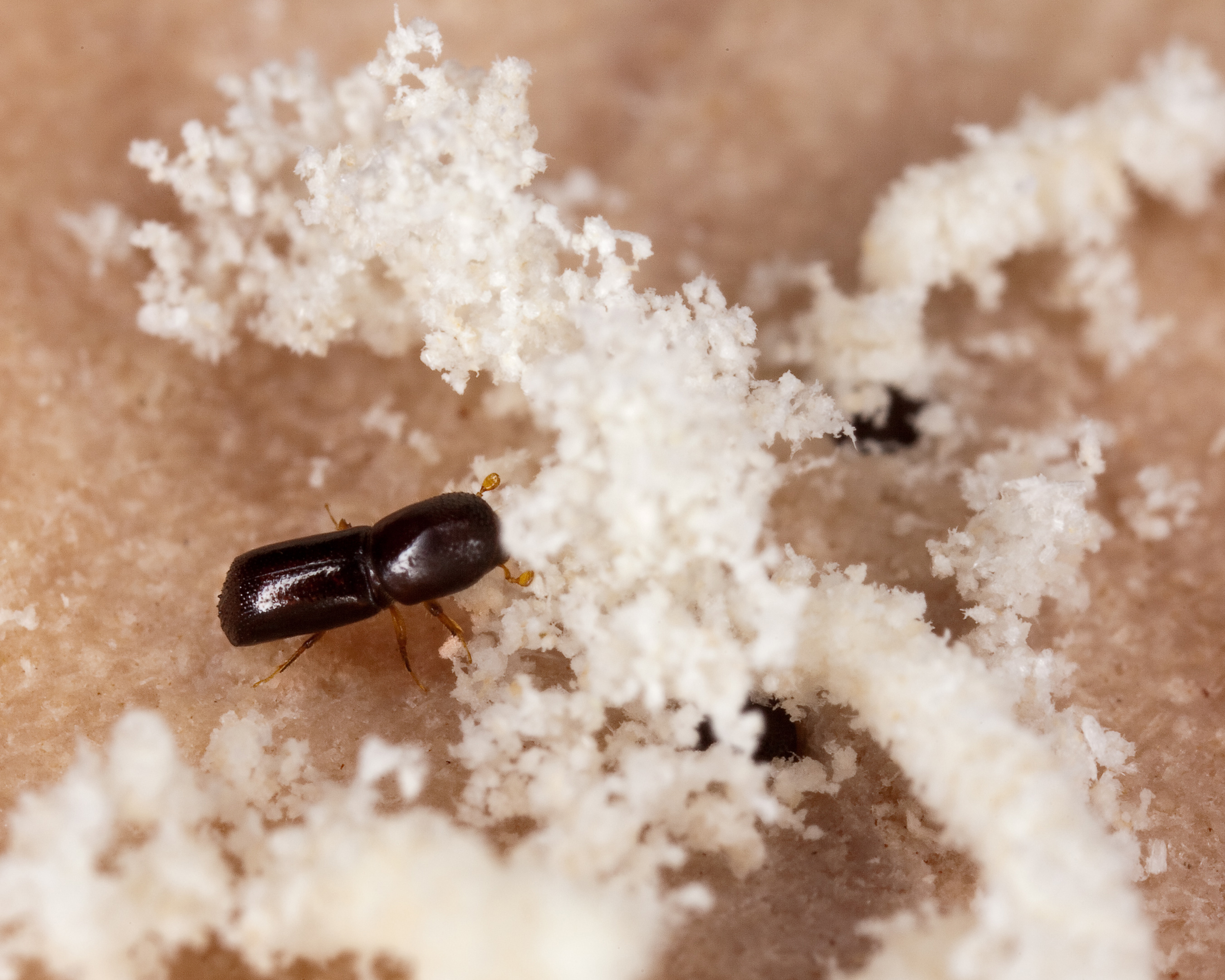 A picture of an Ambrosia Beetle, very small insect, among some sawdust.