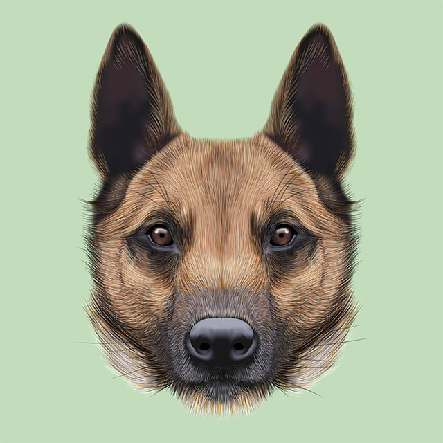 belgian malinois