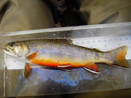 A photo of a dolloff brook trout