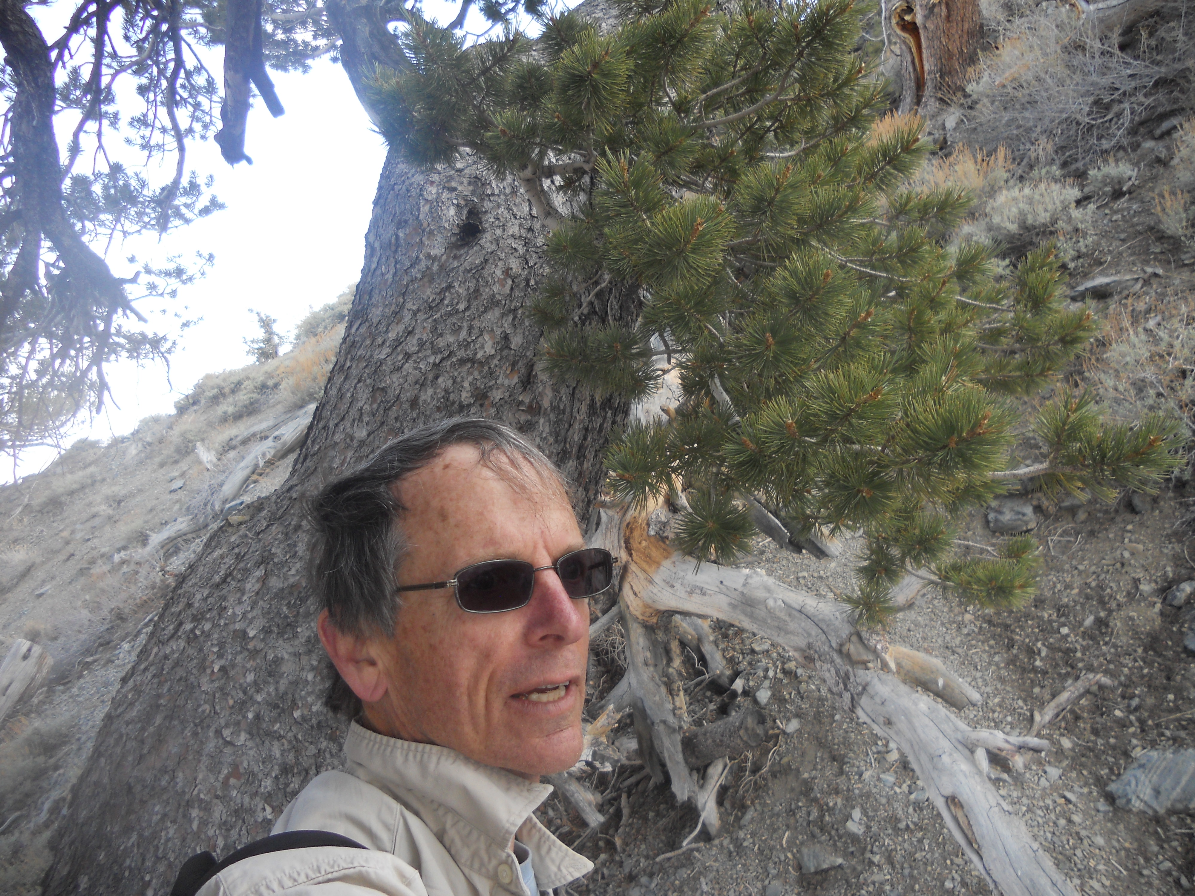 Richard Sniezko, U.S. Forest Service geneticist