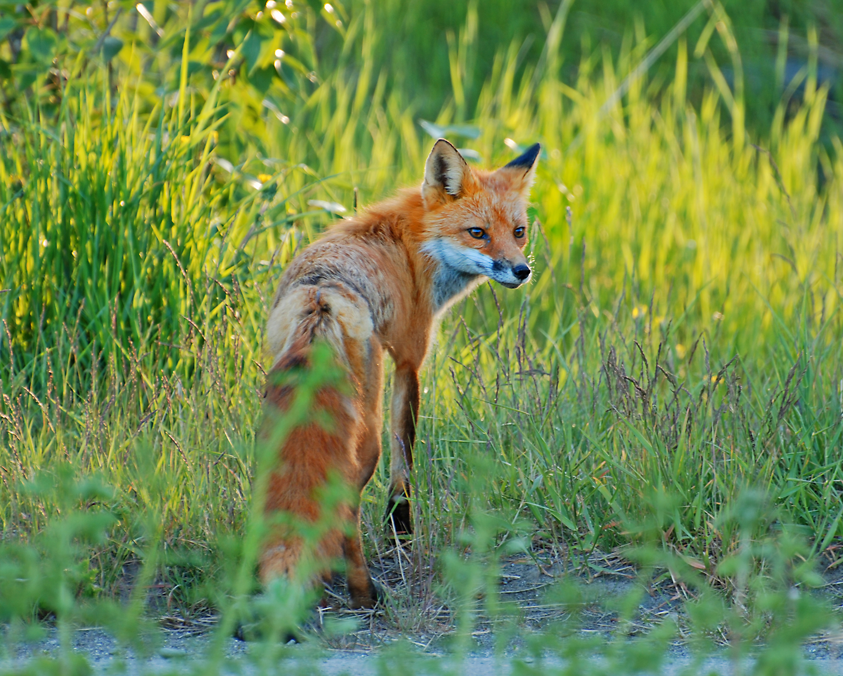 Community forests provide important habitat for wildlife. Photo by Steve Neel