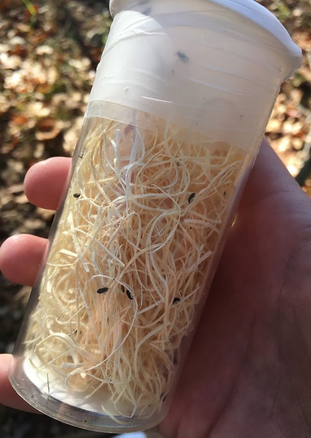 Photo: Close-up of hand holding a vial. Inside the vial are tiny predator beetles.