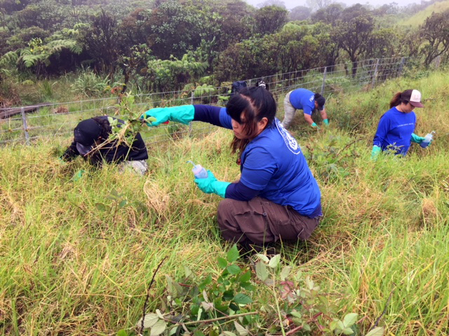 Photo: Young people in field treat invasive plants.