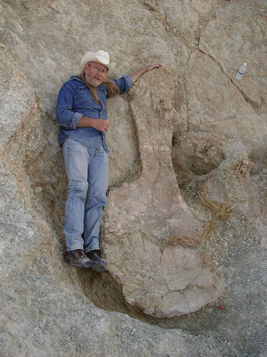 "A person standing next to a dinosaur bone fossil that is taller than the person."