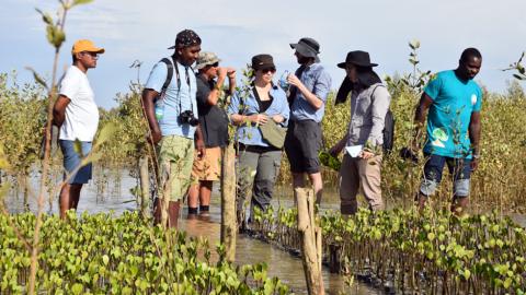 A group of people standing in ankle high water, next to organized mangrove seedling beds.