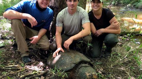 Three researchers kneeling behind a large Aligator Snapping Turtle, next to a body of water.