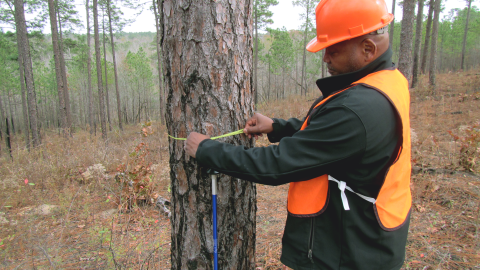 Forestry Tech taking measurements of a tree