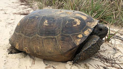 Gorpher tortoise sitting in sand near grass