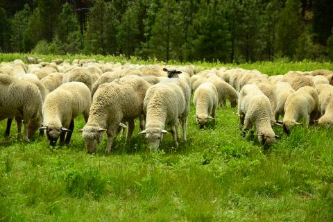 A picture of sheep grazing