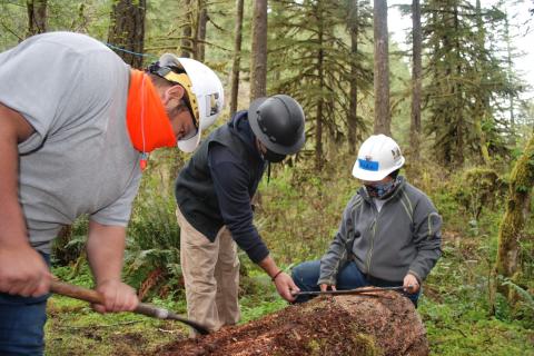 Three men wearing personal protective equipment out in the forest, measuring a fallen log.