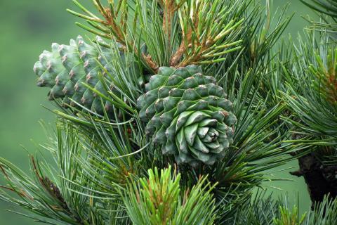 Two green pine cones attached to a pine needle covered branch.