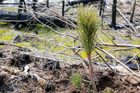 A picture of a small tree seedling.
