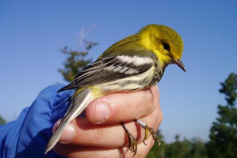 Photo of a green warbler perched in a hand. 