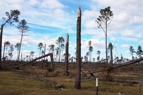 A stand of trees with heavy damage from Hurricane Michael
