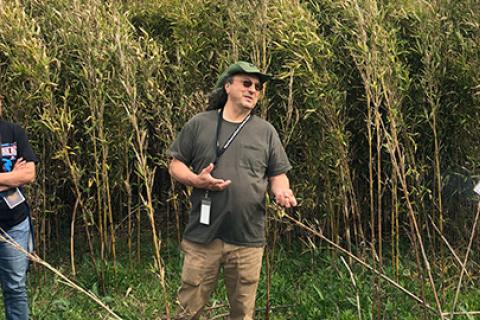 A man stands in front of a large area of river cane.