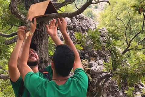 Two men reaching up onto a tree branch afixing a tunnel
