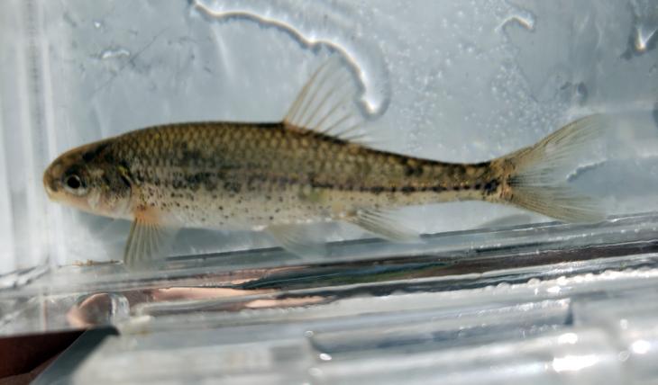 An Oregon chub.