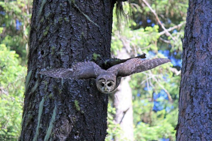 Northern spotted owl in flight.