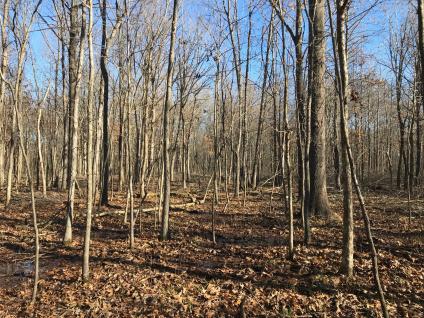A group of skinny trees in the forest. the floor is coveres with brown leaves