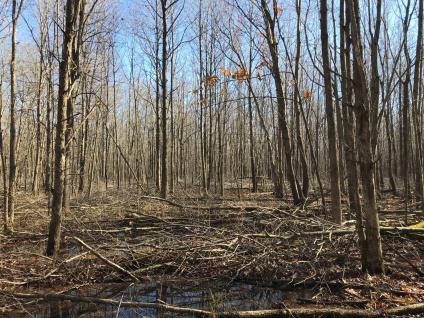 Group of trees in the fores surrounding a muddy clearing