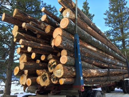 A picture of a log truck trailer, full of cut logs, on a snowy forest road.