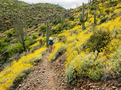 Desert trail, yellow flowers, and saguaro cactus