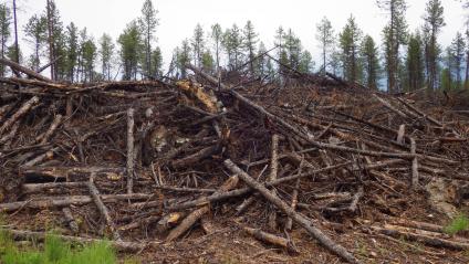 A picture of a large pile of wood, timber slash.