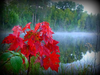 A picture of a small tree with a red colored leaves on it.
