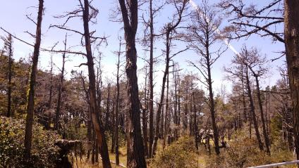 American Pine