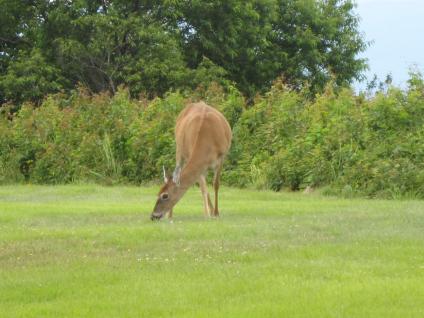 Deer grazing in West Virginia forest opening.