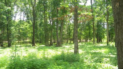 Forest in Missouri after thinning by prescribed fire, demonstrating a more open canopy and typical historical forest structure.