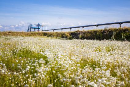 A field of wildflowers with a pipeline traversing it.