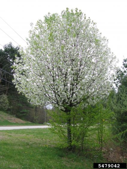 Callery pear tree in bloom.
