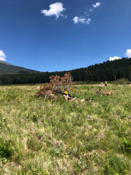 Wood to be gathered and hauled away.