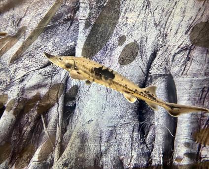 Sturgeon.
