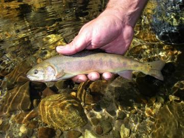 A picture of a small cutthroat trout in a person's hands.