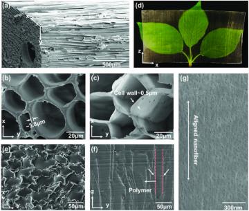 Why scientists are making transparent wood