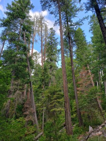 Trees where northern spotted owls nest in western Washington.