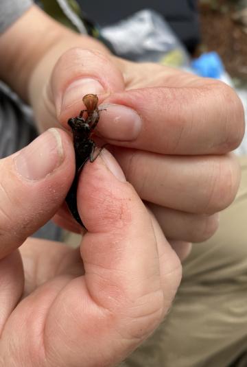 Close-up of hands holding a dragonfly larva. 
